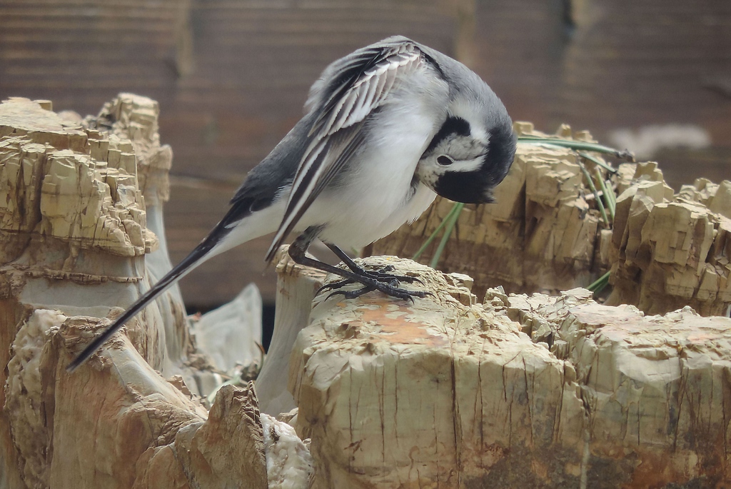 Capo dizionario, significato e curiosità