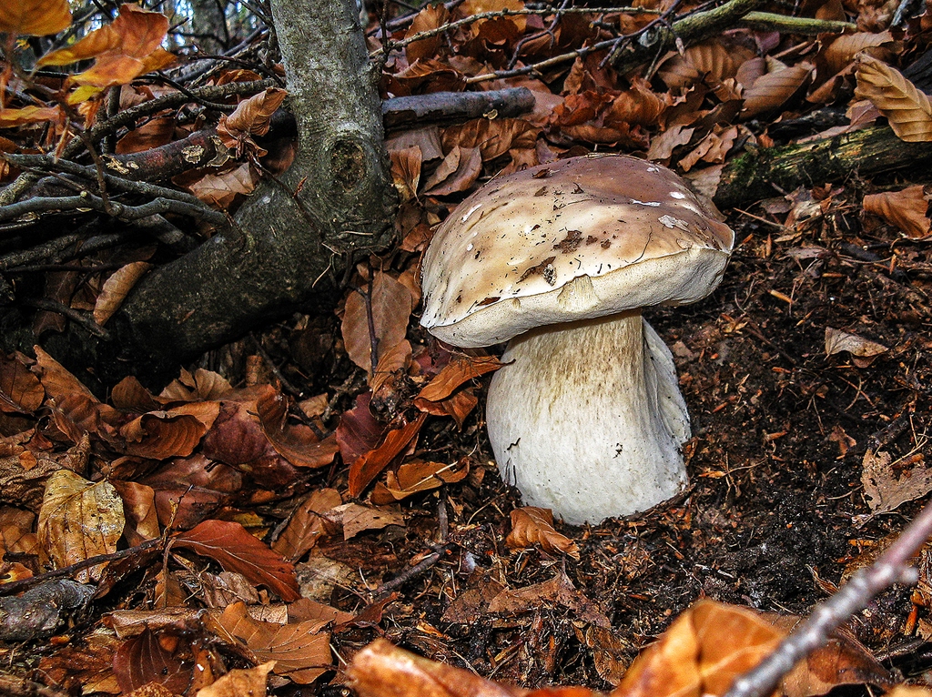 Porcino dizionario, significato e curiosità