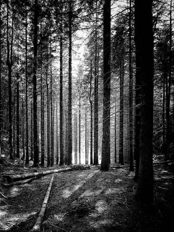 Radura dizionario, significato e curiosità