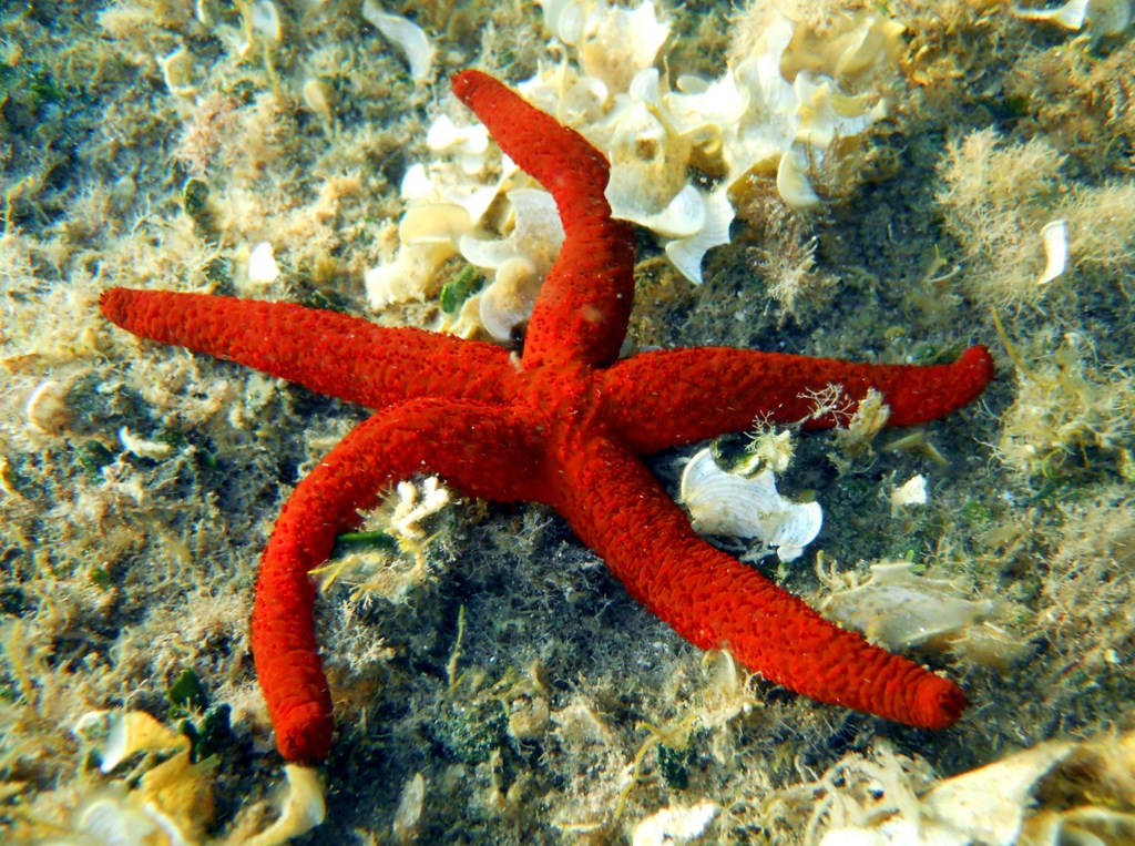 Alga Azzurra D Acqua Dolce Detta Spuma Di Primavera