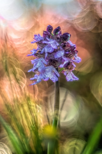 Immagine con fiore, viola, verde, petali, foglie, sfocato, stelo, bokeh, colori, macro, natura, sfumature, orchidea
