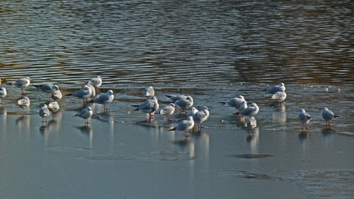 Immagine con uccelli, acqua, gabbiani, mare, riflessi, bianco, spiaggia, azzurro, riva, ombre