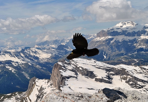 Immagine con neve, uccello, montagna, montagne, volo, nuvole, corvo, aquila, nero, rapace
