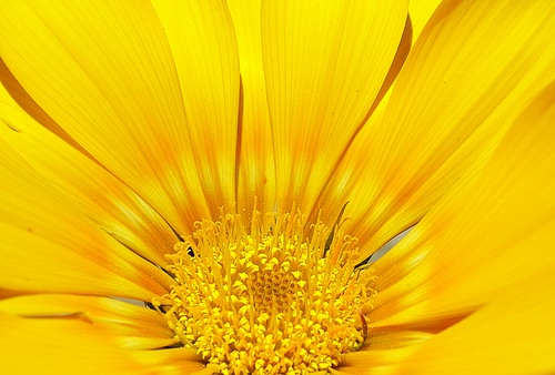 Immagine con giallo, petali, fiore, macro, corolla, pistilli, natura