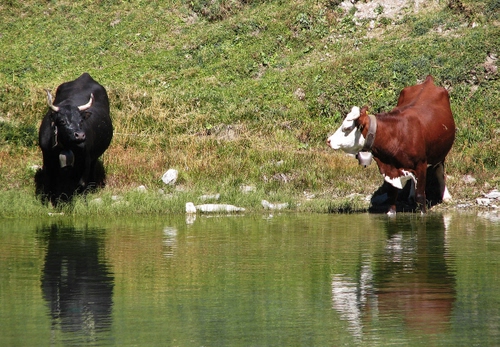 Immagine con acqua, mucche, erba, corna, riflessi, verde, toro, mucca, campanacci, bianco, fiume, due, animali, nero, nera, marrone, riflesso, lago, bovini