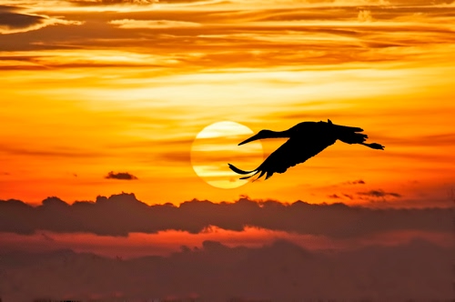 Immagine con uccello, sole, nuvole, tramonto, arancio, rosso, ali, controluce