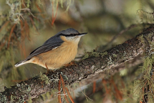 Immagine con uccello, ramo, becco, piume, ali, giallo, licheni, albero, animali