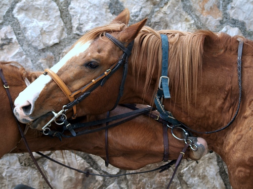 Immagine con cavalli, briglie, criniera, due, muro, marrone, cavallo, muso, morso, finimenti, bianco, pietra, animali