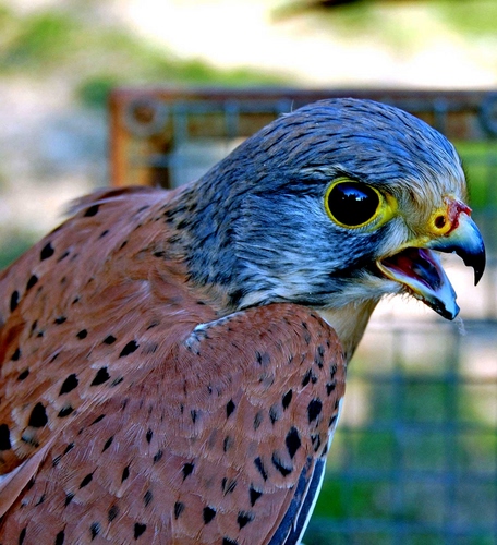 Immagine con becco, uccello, rapace, occhio, piume, occhi, falco, animale