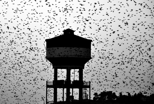 Immagine con uccelli, bianconero, serbatoio, volatili, acquedotto, stormo, controluce, torre, cisterna