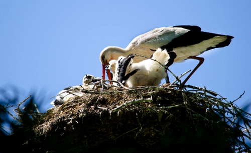Immagine con nido, becco, cicogna, bianco, cielo, piume, uccelli, nero, uccello, cicogne, azzurro, piccoli, zampe, ali, rametti, rami
