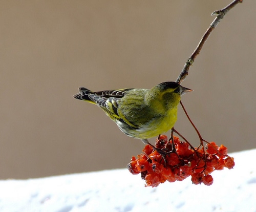 Immagine con rosso, bacche, uccello, ramo, neve, inverno, giallo, uccellino