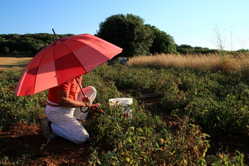 Immagine con ombrello, pomodori, rosso, alberi, campo, campagna, raccolta, secchio, orto