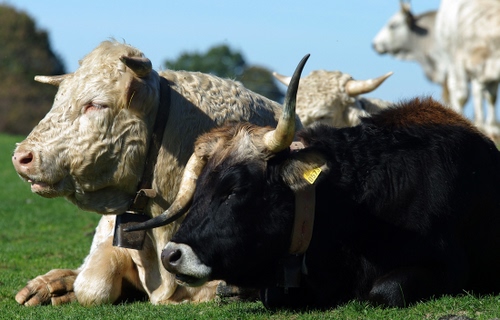 Immagine con corna, mucche, nero, animali, bovini, prato, campanaccio, musi