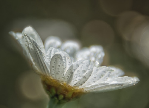 Immagine con bianco, fiore, petali, gocce, corolla, margherita, verde, acqua, calice, sfocato, macro, giallo, goccioline, gambo, sepali, rugiada