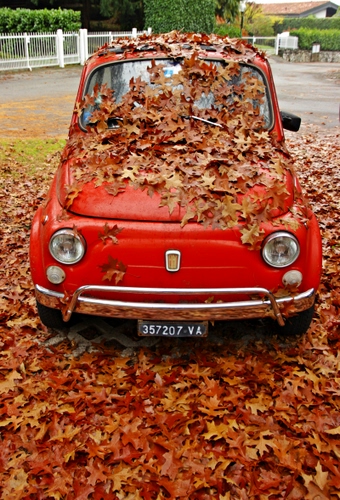 Immagine con foglie, rosso, auto, autunno, cinquecento, rossa, macchina, automobile, targa, fiat