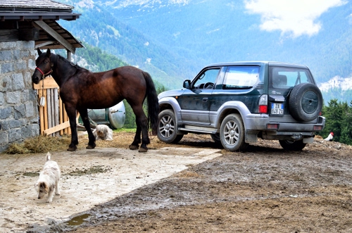 Immagine con cavallo, cane, auto, montagna, automobile, animali, cani, alberi, jeep, baita, montagne, ruote, coda, verde, bianco, cancello, marrone, fuoristrada