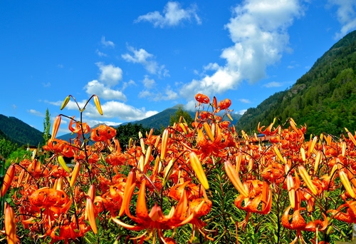 Immagine con nuvole, cielo, fiori, montagne, verde, arancione, azzurro, gigli, montagna, prato, petali, rosso, piante, bosco