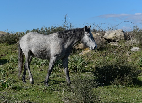 Immagine con criniera, cavallo, grigio, cielo, erba, animale, verde, azzurro, zampe, cespugli, coda, quadrupede, campagna, sassi, nero, massi