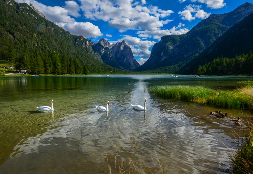 Immagine con montagne, lago, nuvole, cigni, acqua, cielo, verde, alberi, riflesso