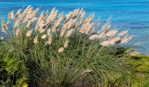 Immagine con verde, mare, acqua, erba, azzurro, vento, piante, vegetazione, foglie, canne, flora, cespuglio, natura