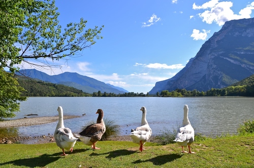 Immagine con lago, oche, quattro, montagne, prato, verde, ombre, albero, cielo, monti