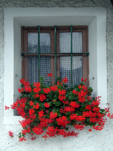 Immagine con finestra, fiori, rosso, inferriata, vetri, gerani, verde, pianta, tende, tendine