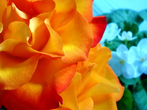 Immagine con petali, giallo, fiore, arancione, fiori, macro, azzurro, rosa, sfocato, arancio, bianco