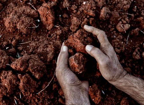 Immagine con mani, terra, zolle, lavoro, marrone, unghie, contadino, uomo, agricoltura