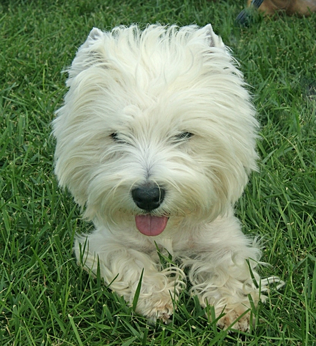 Immagine con bianco, cane, erba, lingua, pelo, prato, verde