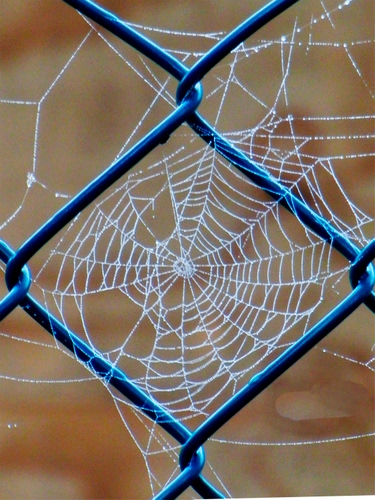 Immagine con ragnatela, rete, blu, brina, macro, rombo, geometrie, bianco