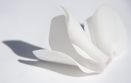 Immagine con bianco, fiore, ombre, petali, ombra, petalo