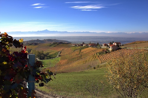 Immagine con colline, campagna, vigna, panorama, uva, autunno, campi, verde, vigneti, paesaggio, foglie, case, alberi