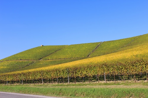 Immagine con cielo, verde, collina, viti, azzurro, campagna, filari, coltivazione, vigna, campo, colline, vigneto, giallo, vigneti, paesaggio, casa, erba, foglie, prato, agricoltura