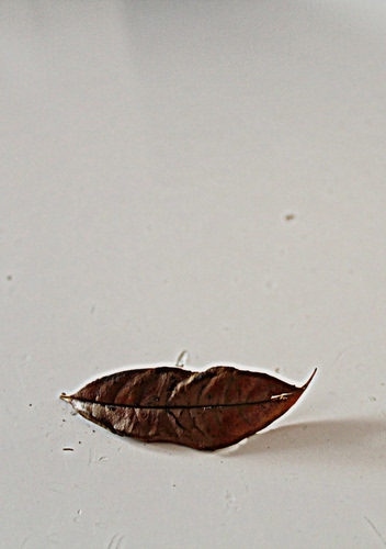 Immagine con foglia, marrone, bianco, minimalismo, ombra, autunno, secca, minimalista, bicolore