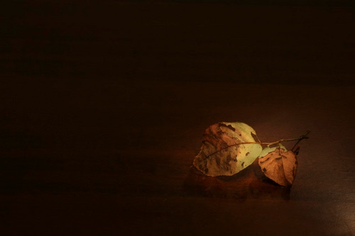 Immagine con foglie, autunno, giallo, due, ramo, secche, legno, secco