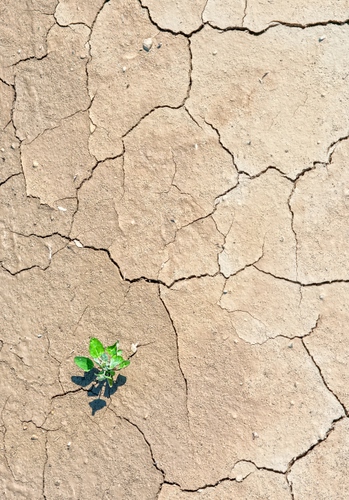 Immagine con verde, crepe, terra, secco, piantina, foglie, arido, ombra, siccità, natura, muro, minimalismo, pianta