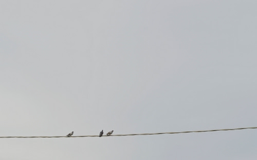 Immagine con filo, tre, uccelli, cielo, piccioni, minimalismo, grigio, colombi, cavo, animali