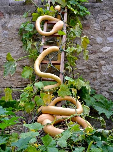 Immagine con foglie, scala, zucche, verde, muro, zucca, giallo, piante