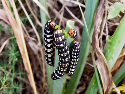 Immagine con bruchi, foglie, quattro, erba, verde, insetti, nero, bianco, macro