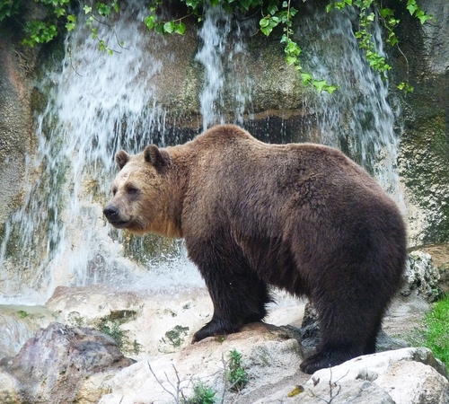 Immagine con orso, cascata, animale, acqua, sassi, zampe, rocce, bruno