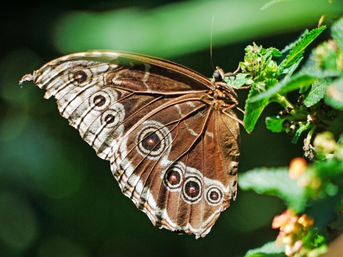Immagine con farfalla, ali, marrone, foglie, verde, cerchi, natura, occhi, pianta