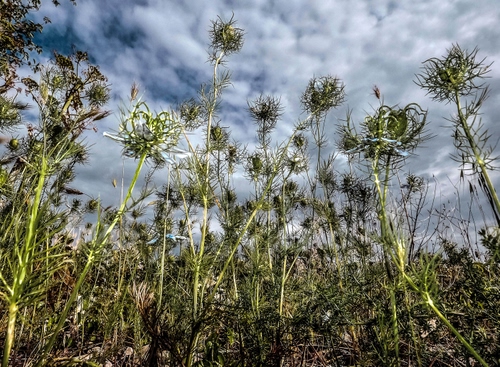 Immagine con nuvole, cielo, erba, campo, verde, piante, fiori, bianco, cardi, natura, azzurro