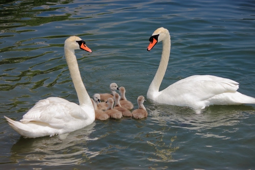 Immagine con acqua, cigni, pulcini, bianco, piccoli, becco, becchi, due, uccelli, famiglia, cuccioli, piume, arancione, nero, coppia, animali