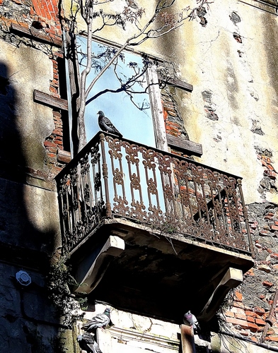 Immagine con balcone, ringhiera, finestra, colombo, albero, piccione, uccello, rami, piccioni, pianta