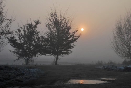 Immagine con nebbia, sole, alberi, inverno, alba, pozzanghera, rami, pianura, foschia