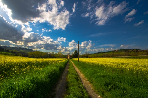Immagine con nuvole, cielo, giallo, strada, azzurro, campi, campagna, verde, fiori, panorama, paesaggio, prospettiva, palo, sentiero, coltivazione