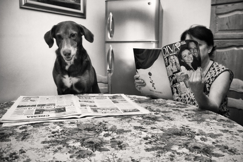 Immagine con cane, rivista, lettura, giornale, tavolo, leggere, giornali, frigorifero, bianconero, donna