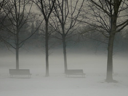 Immagine con panchine, alberi, nebbia, rami, parco, neve, bianco, foschia