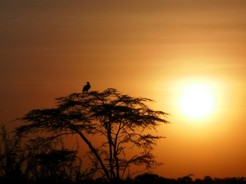 Immagine con albero, tramonto, uccello, sole, savana, arancione, controluce, cielo